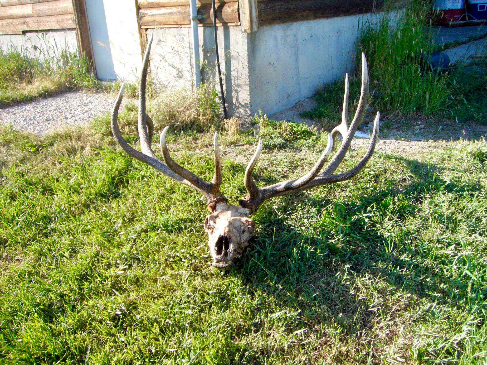 Antler Growth – Genetics or Nutrition? - Hunt Mode